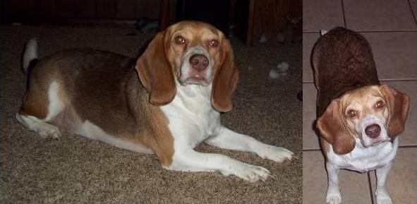 Lost Dog Kansas City, MO - Beagle - Female - Pleasant Valley - Lost and found pets KCMO