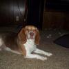 Lost Beagle Kansas City, MO / Pleasant Valley, MO area -  Missing since Saturday 9/21/13 - Red and white - Female - 7 years old